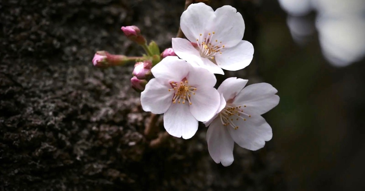 Solo cherry blossom viewing  30 percent of young men in survey plan to see sakura aloneSurvey [Video]