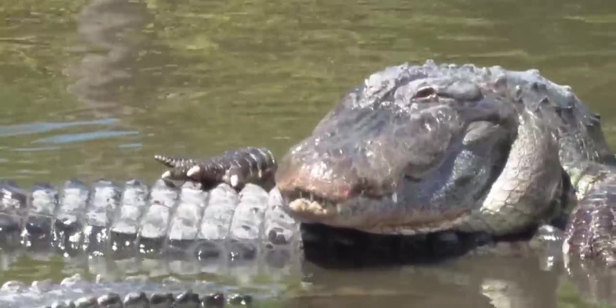 Two massive alligators wrangled at park with kids [Video]