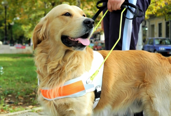 WATCH! Learning to be a Guide Dog, A Puppy’s Perspective [Video]