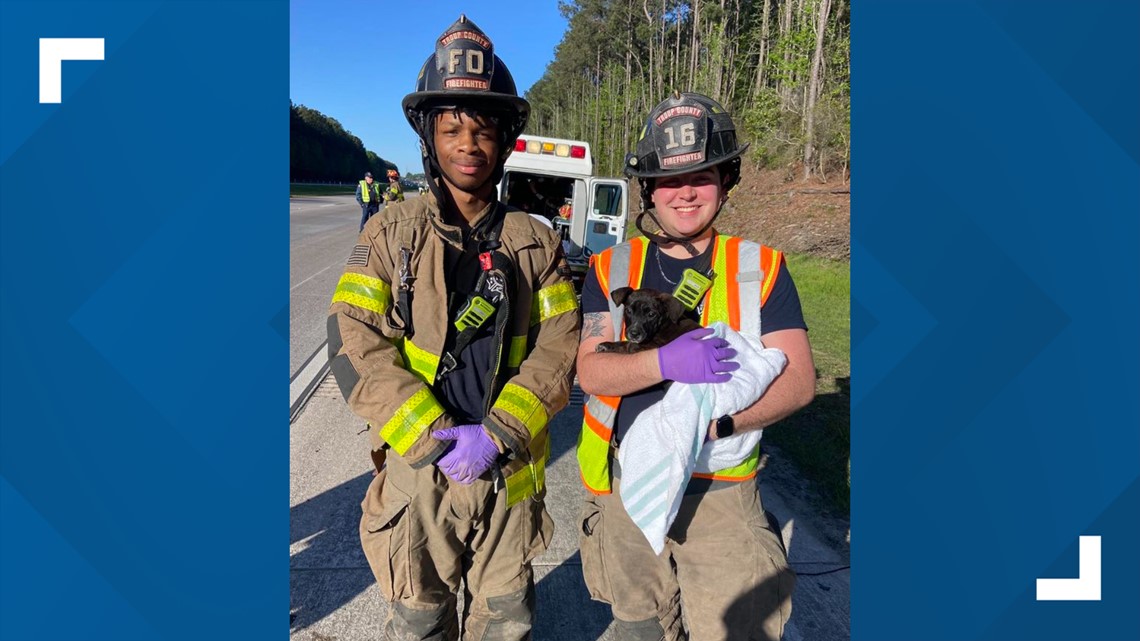 Troup County firefighters rescue puppy from I-85 crash [Video]