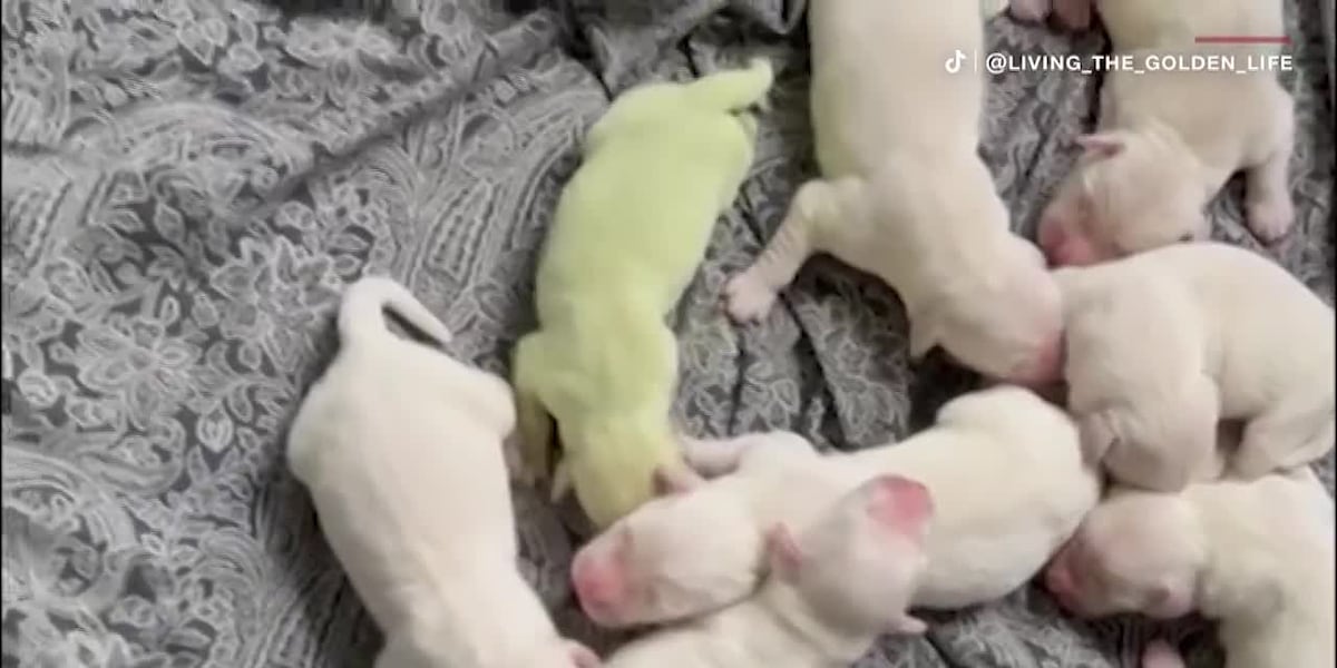 Florida puppy born with Key lime green color [Video]
