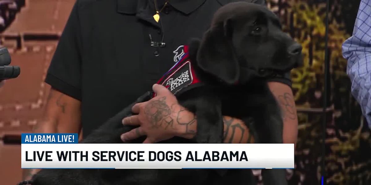 Service Dogs Alabama seeking puppy raisers [Video]