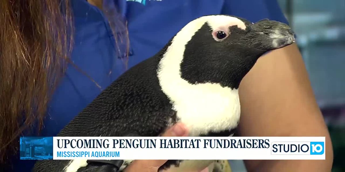 Party with penguins at Mississippi Aquarium [Video]