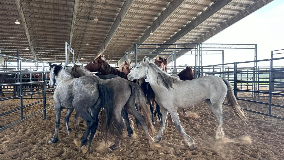 Wild horse, burro event kicks off at Ford Park this week [Video]