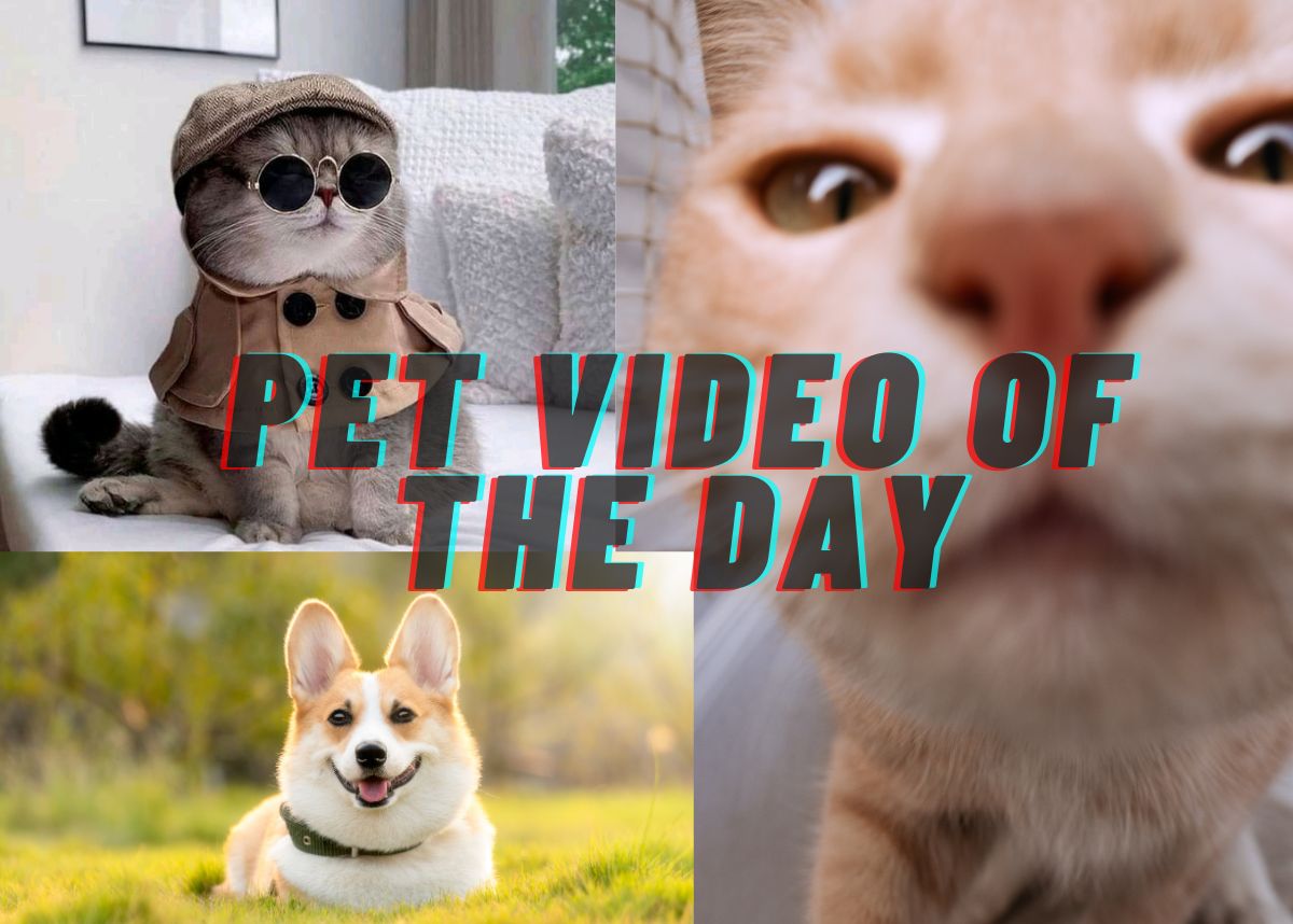 Viral Pet Video of the Day