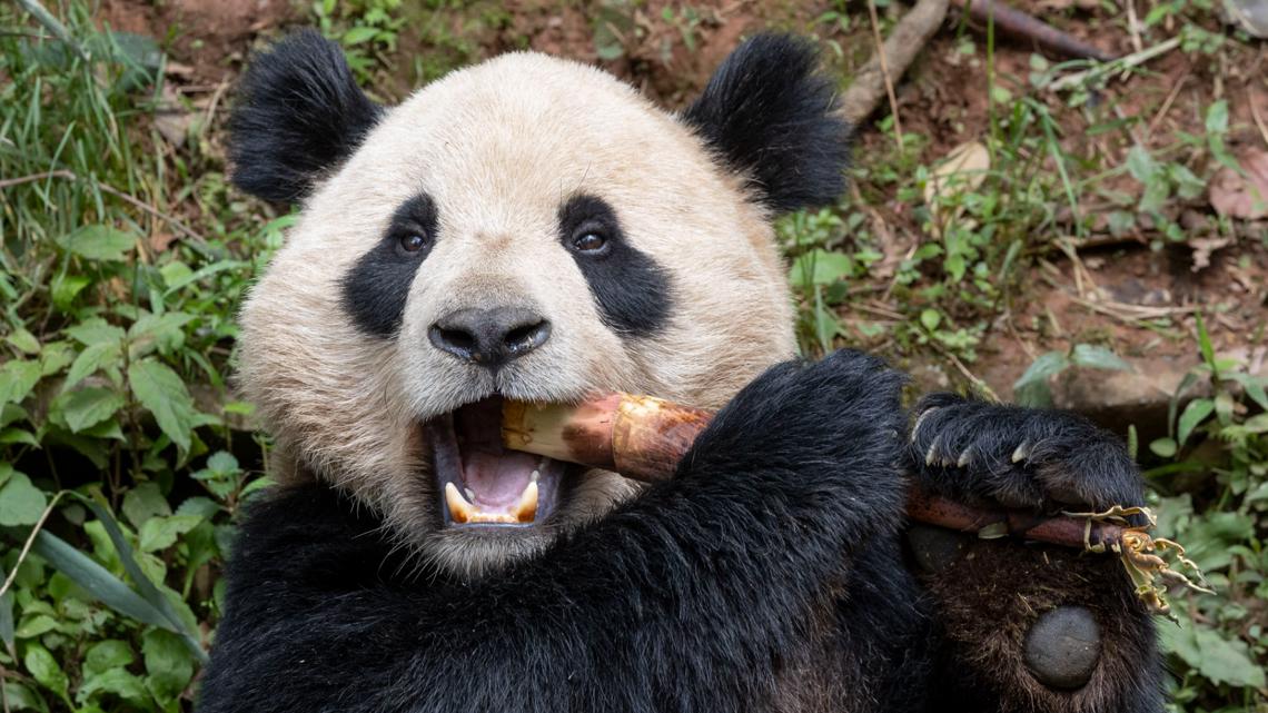 China will send 2 pandas to San Diego Zoo [Video]