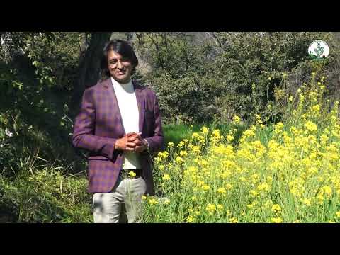 Green Innovations: Mangal Singh Journey in Natural Farming in Himachal Pradesh [Video]