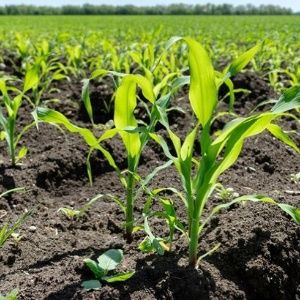 AU: Africas Fertilizer Consumption Rising, but Below Target | News [Video]
