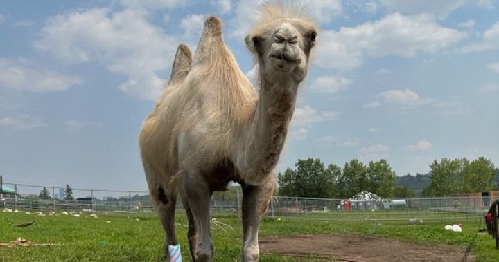 Edmonton Valley Zoo euthanizes beloved Bactrian camel Tuyaa – Edmonton [Video]