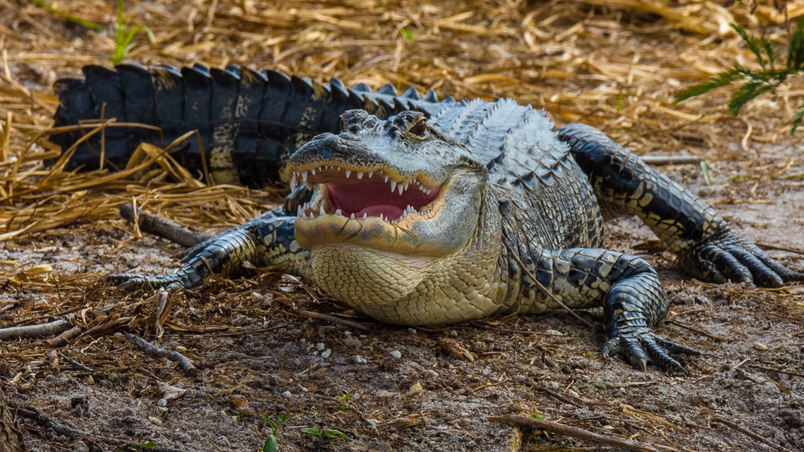 Alligator Super Hunt applications now open [Video]