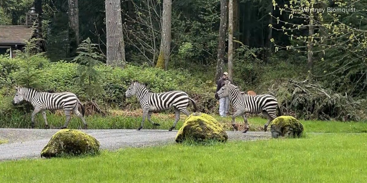 Internet guesses location of missing zebra from Seattle [Video]