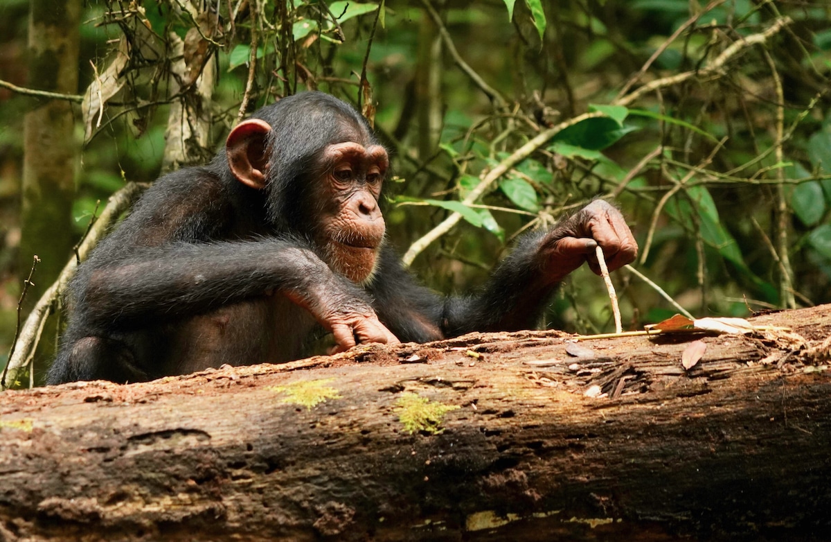 Chimpanzees Improve Tool-Using Skills Into Adulthood, Study Finds [Video]