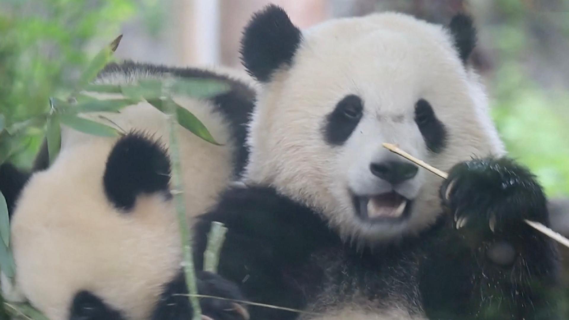 Panda cubs enjoy bamboo buffet in SW China [Video]