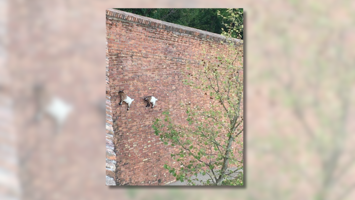 Pic Really Shows 2 Goats Scaling Brick Wall? [Video]
