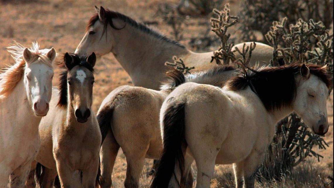Wild horse, burro placement in West Columbia, May 16-18, 2024 [Video]
