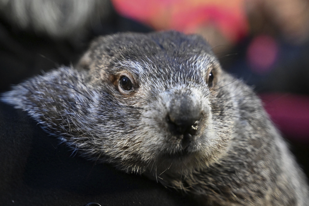 Punxsutawney Phils babies are named Shadow and Sunny. Just dont call them the heirs apparent [Video]