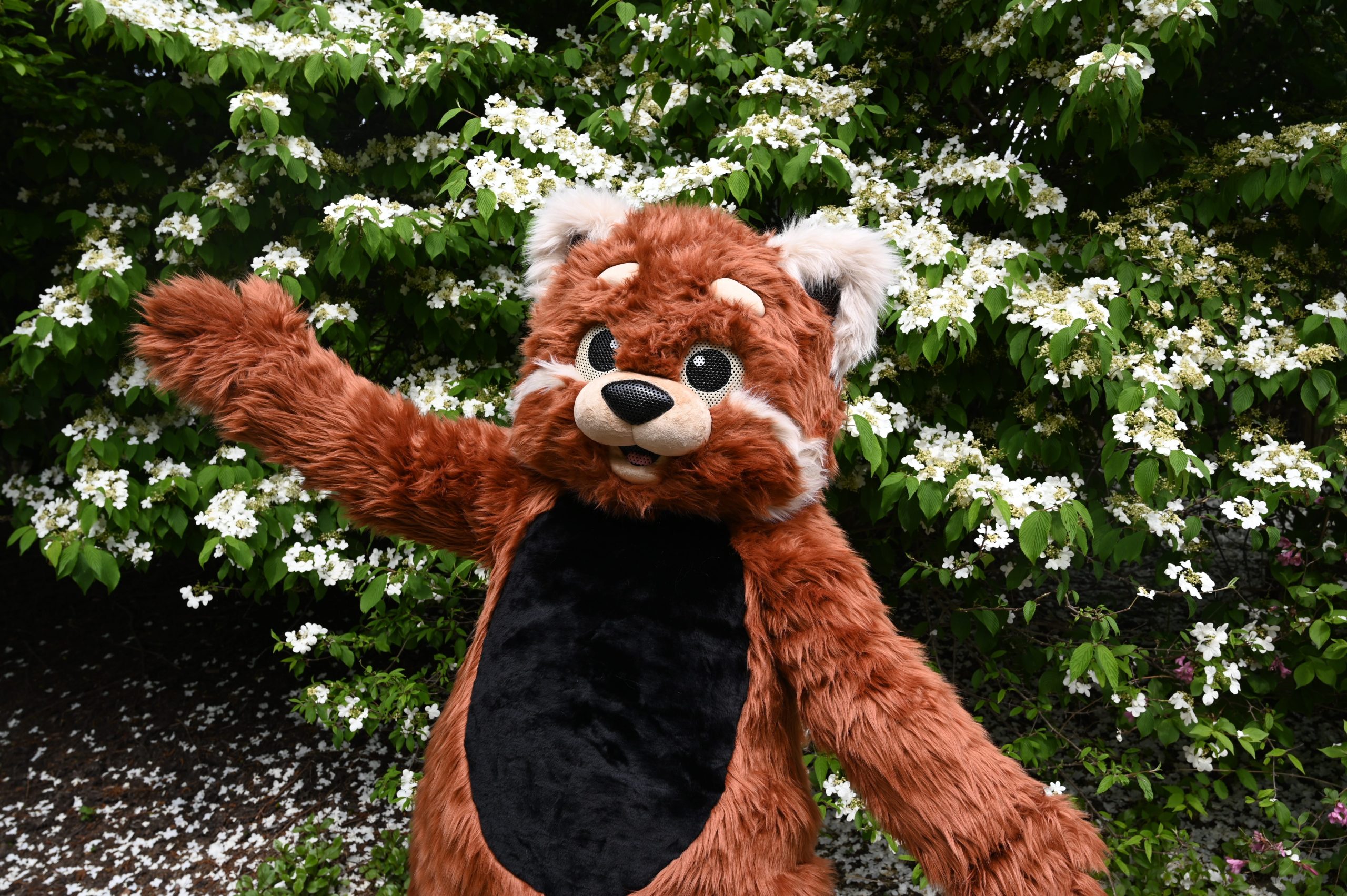Help name the new Pittsburgh Zoo mascota red panda! [Video]