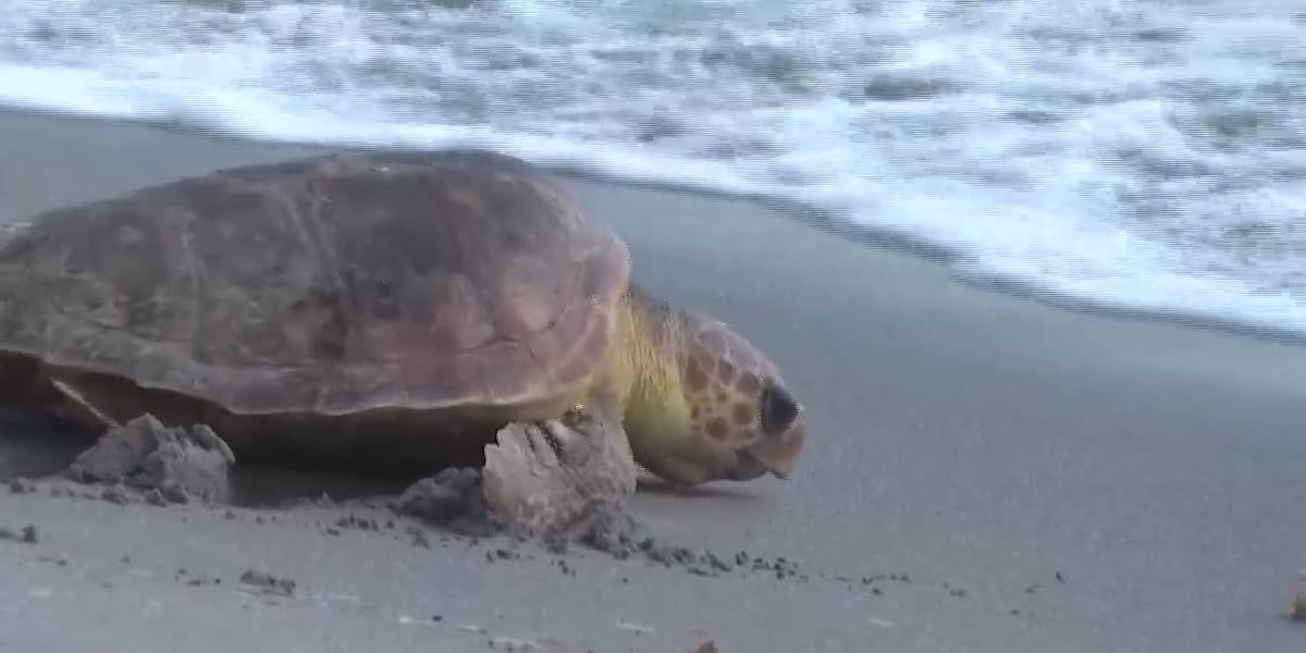 2 injured loggerhead turtles triumphantly crawl into the Atlantic after rehabbing in Florida [Video]