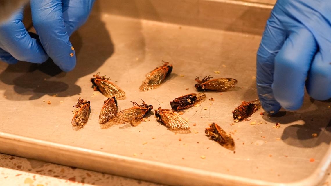 Cicada recipes in Missouri: Butterfly House to cook them publicly [Video]