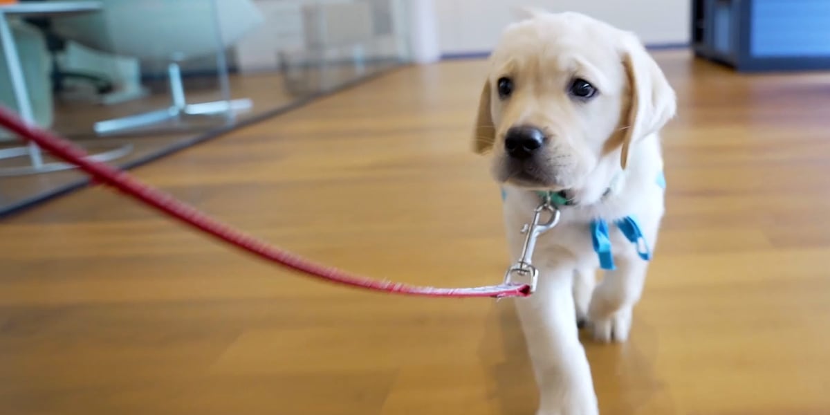 The Good Side: Service Puppy Raisers Request [Video]