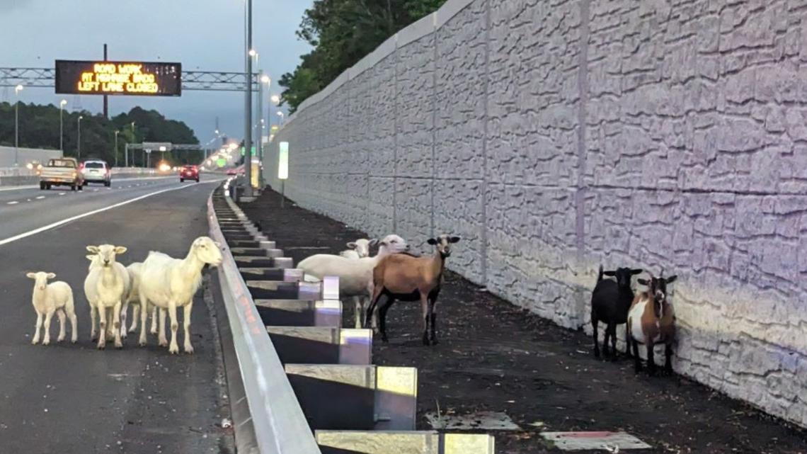 Goats seen on side of Interstate 64 in Chesapeake [Video]