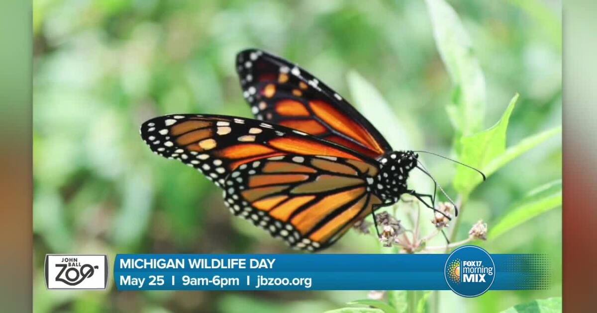 Learn about butterflies, turtles, & more at Wildlife Exploration Day [Video]