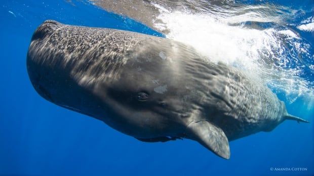 What are whales saying to each other? Scientists are a step closer to finding out [Video]
