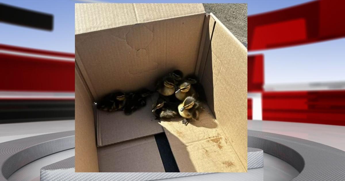 Zoneton Fire saves family of ducks that fell into drain in Bullitt County | News from WDRB [Video]