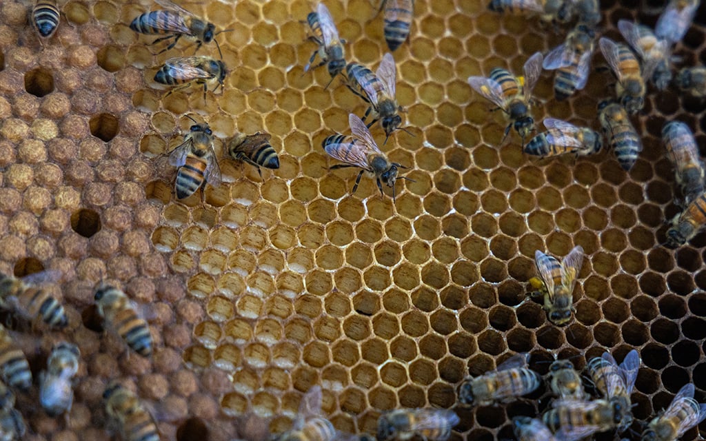Honey for allergies: Experts, beekeepers weigh in [Video]