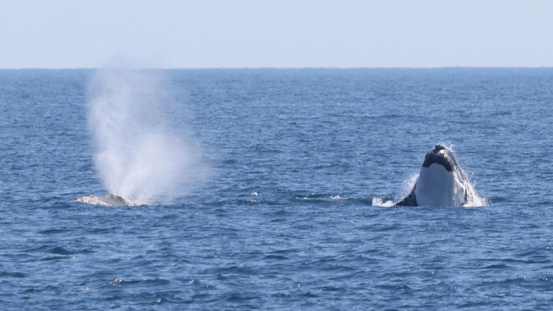North Atlantic right whale spotted off Virginia’s coast [Video]
