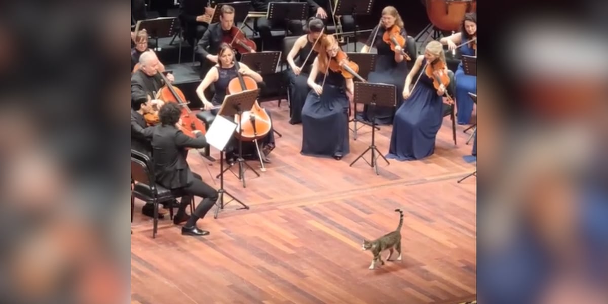 Cat steals the show during orchestra’s Beethoven performance [Video]