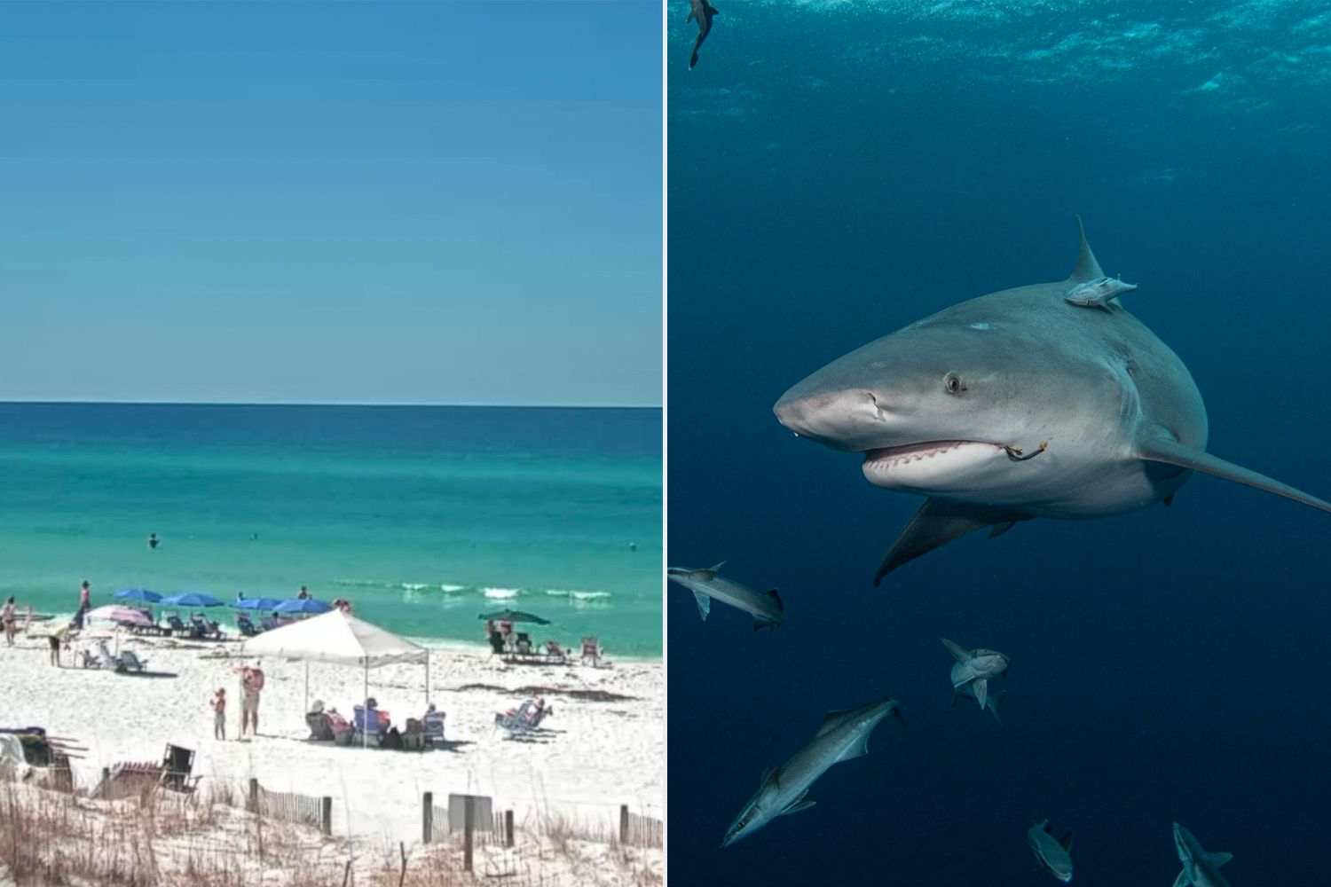 3 People Injured in 2 Shark Attacks at Florida Beaches [Video]