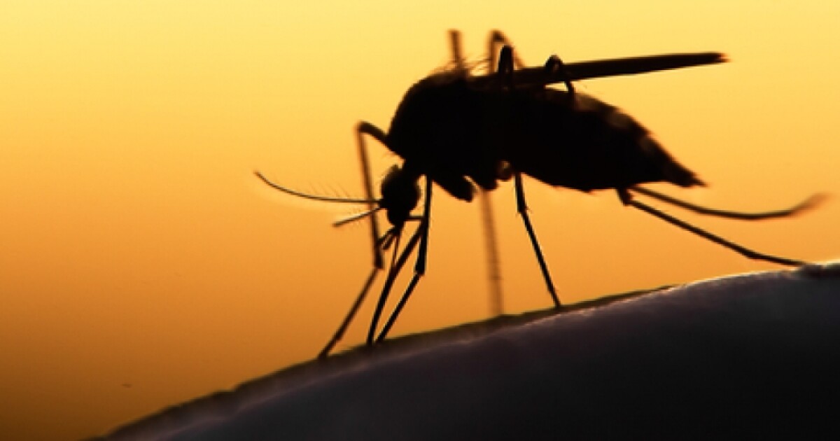 Mosquitoes in 16 Southern Nevada zip codes test positive for West Nile virus [Video]