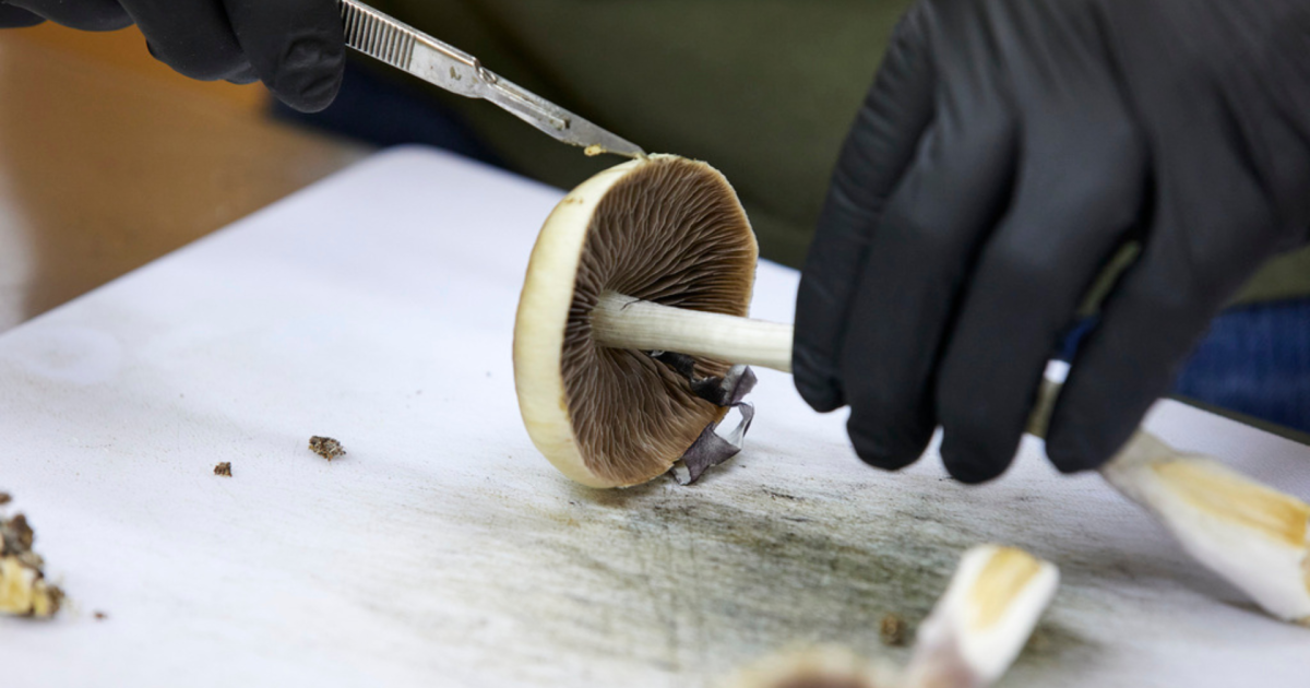 UCSD researchers caution against unregulated ‘magic mushrooms’ [Video]