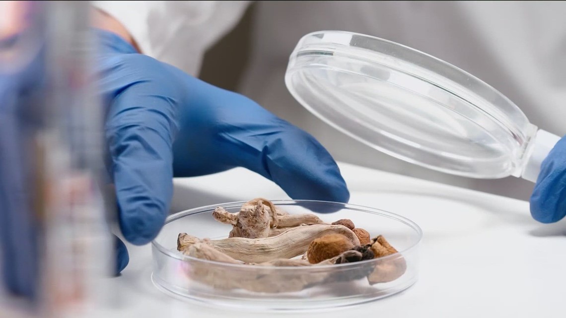 UCSD study caution against unregulated ‘Magic Mushrooms’ [Video]