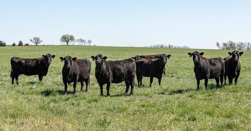 Texas cattle experts discuss selling ranch-raised beef [Video]