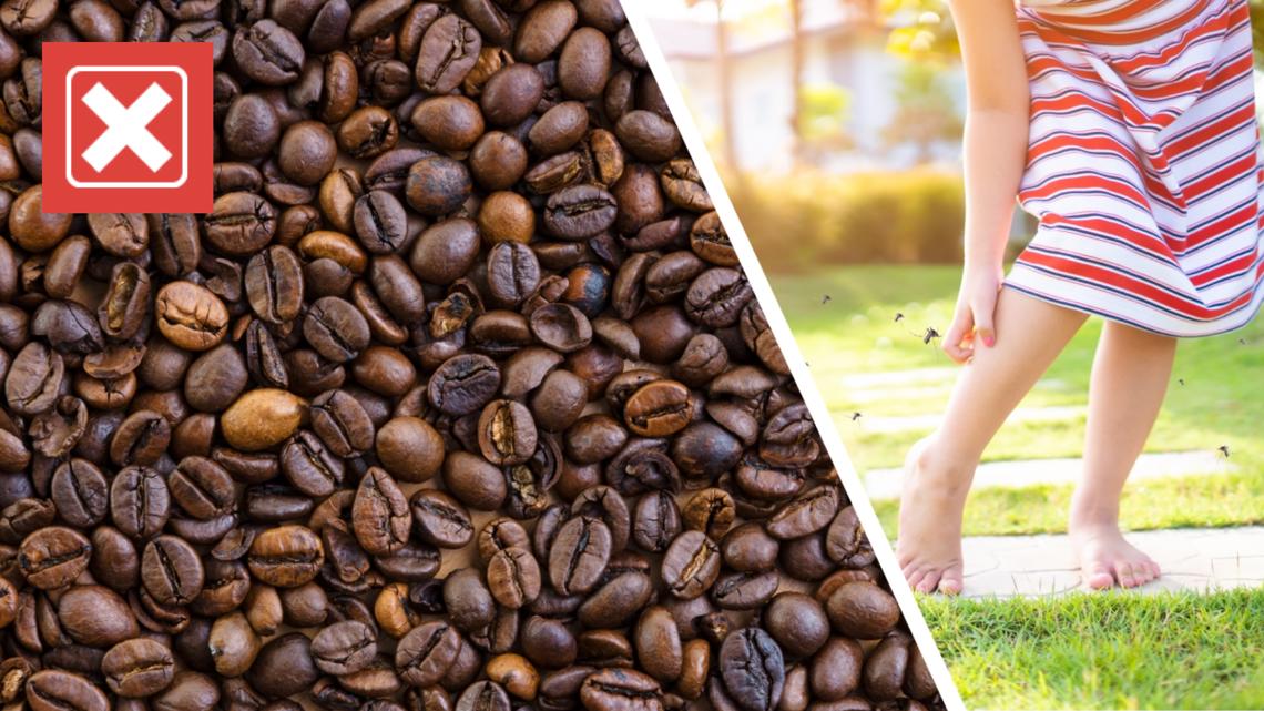 Burning coffee grounds not proven to prevent mosquito bites [Video]