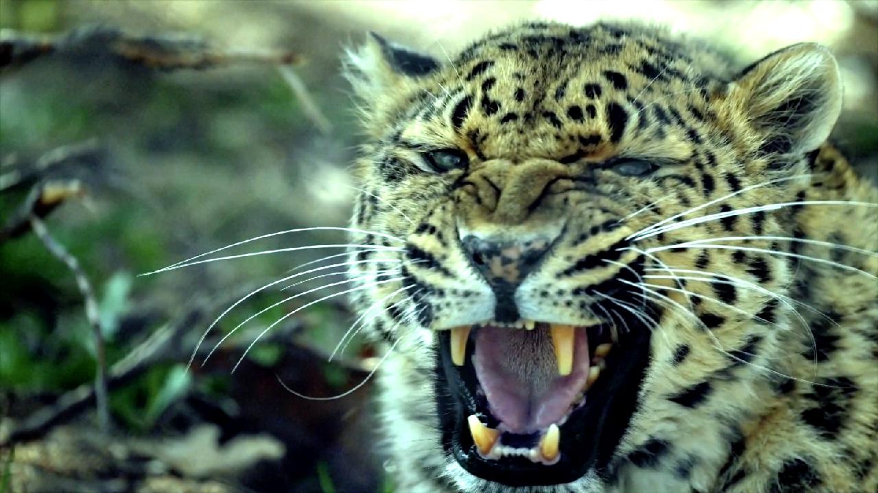 North China’s Shanxi conducts leopard population survey [Video]