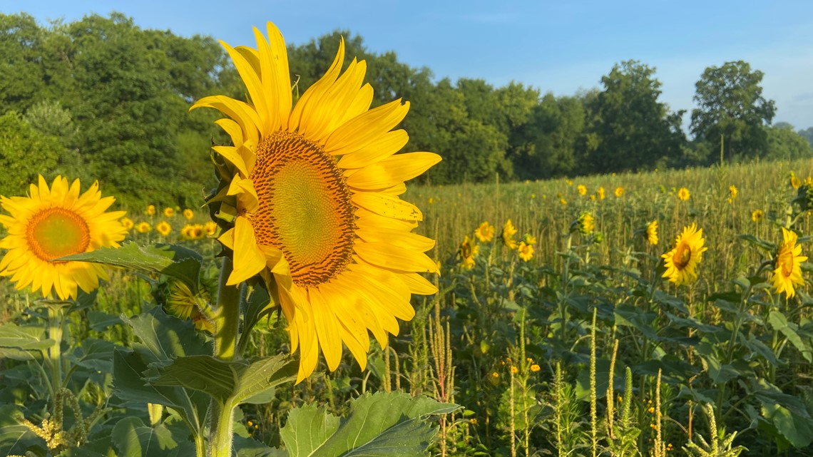When is the Knoxville Sunflower Festival? [Video]