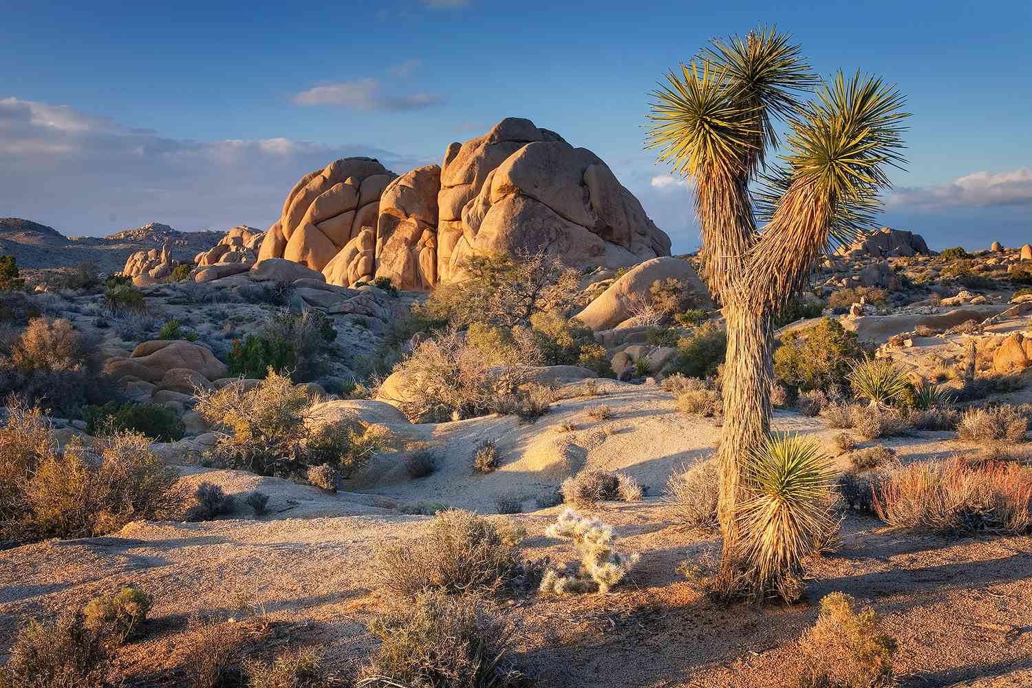 Lost Dog Reunites with Owner After Rescue in Joshua Tree National Park [Video]