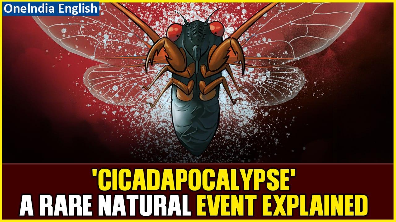 Biblical Swarms: Biggest Cicada Invasion in Over [Video]