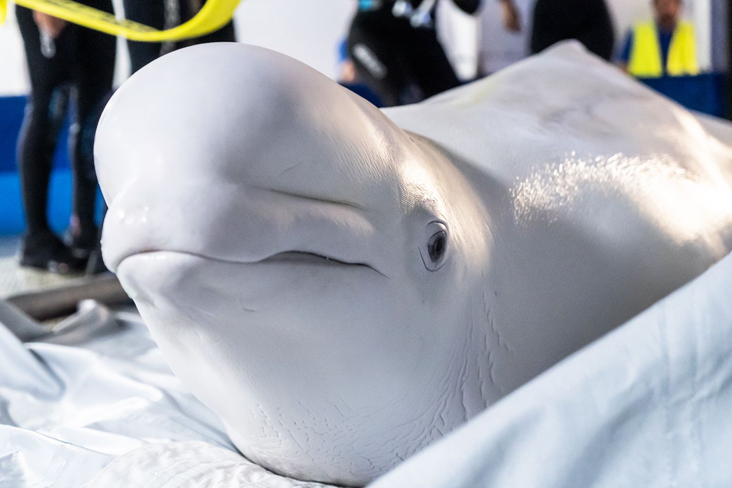 2 Beluga Whales Rescued from Ukraine Aquarium, Taken to Spain amid War [Video]