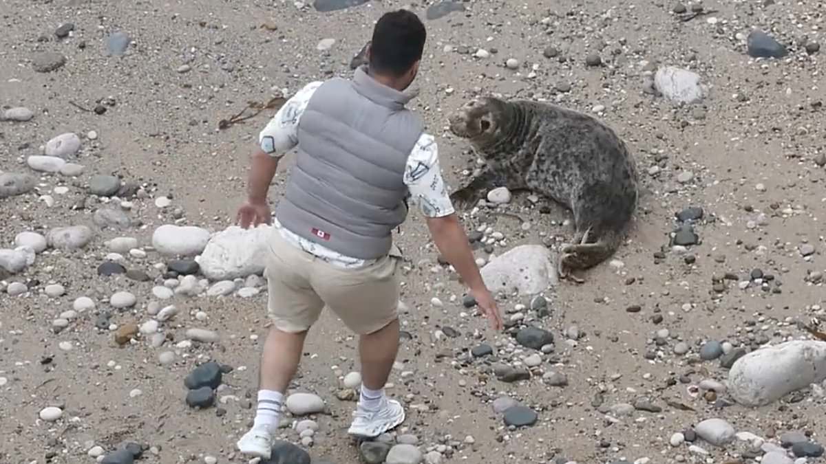 Urgent police hunt for man filmed throwing stones at distressed grey seal on a beach after sparking outrage [Video]