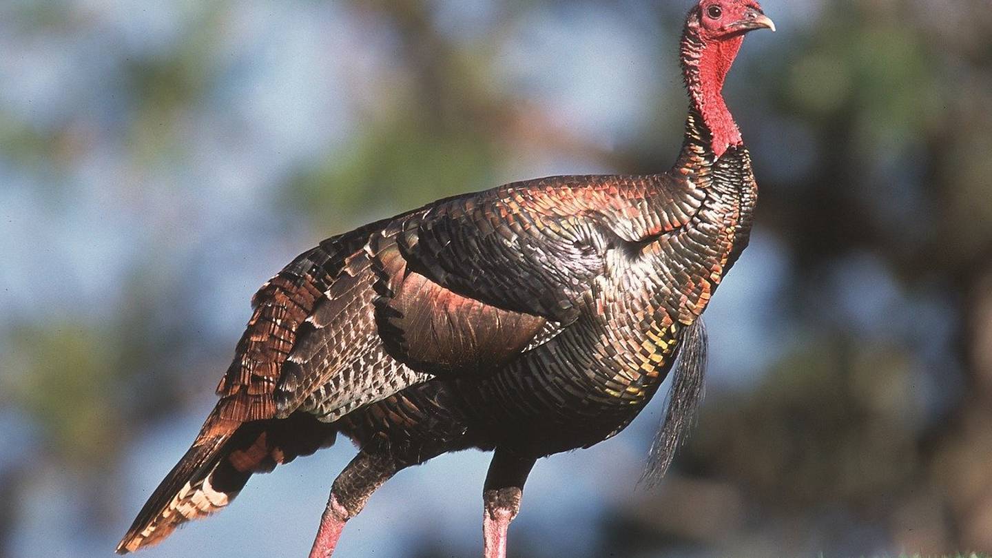 Pennsylvania Game Commission asking public to report wild turkey sightings  WPXI [Video]