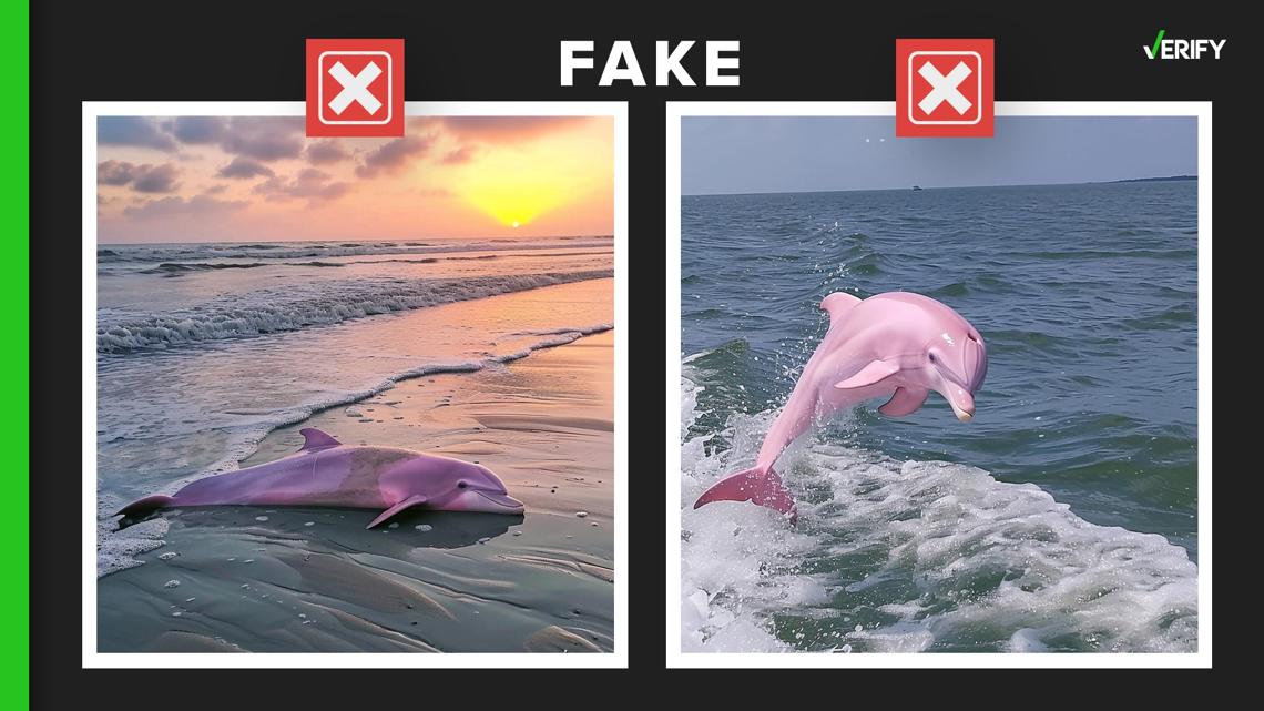 Photos claiming to show pink dolphin in NC are fake [Video]