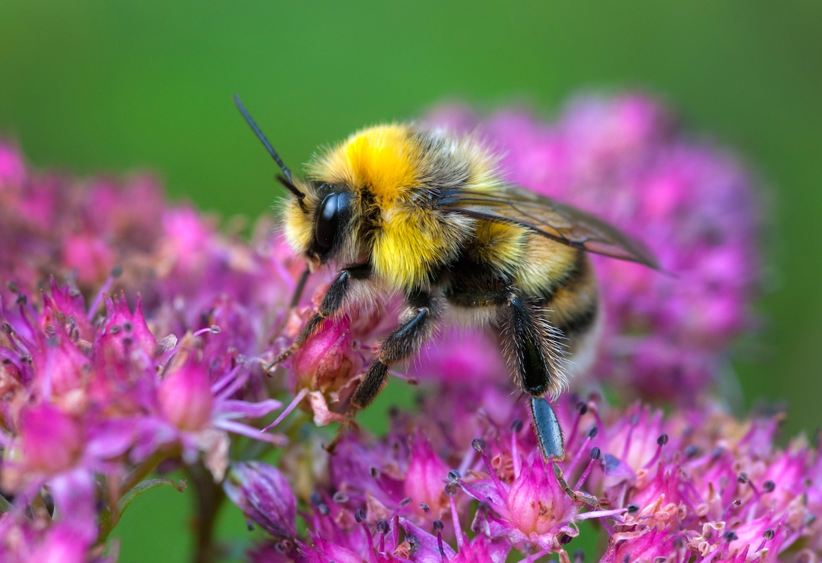 Wild Bumblebees Capable of Logical Reasoning, Study Finds [Video]