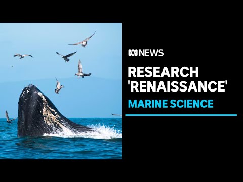 AI-powered tools used to save the ocean’s endangered animals | ABC News [Video]