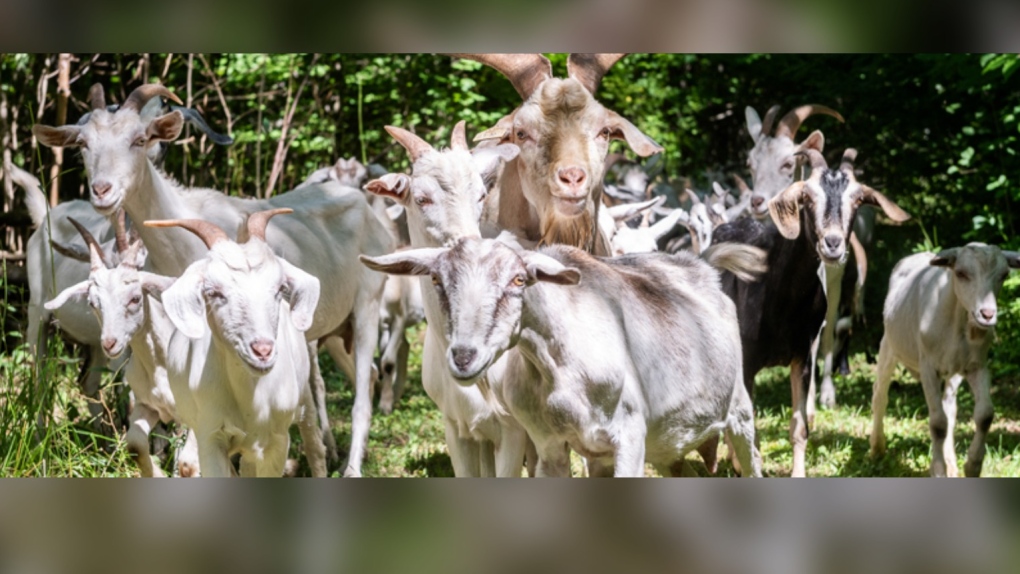 Toronto pilot project uses goats to manage east-end meadow [Video]