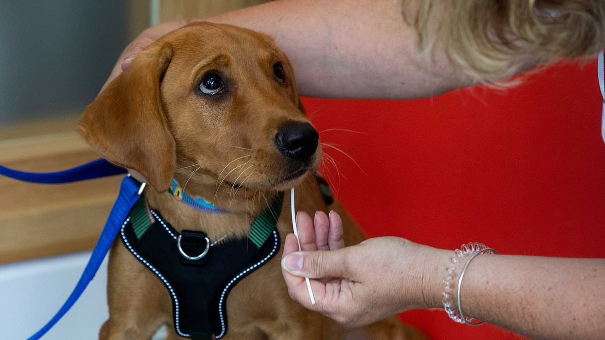 Rise of the puppy DNA tests: How dog lovers are paying up to 140 to discover their pets are NOT actually the trendy breeds they thought [Video]