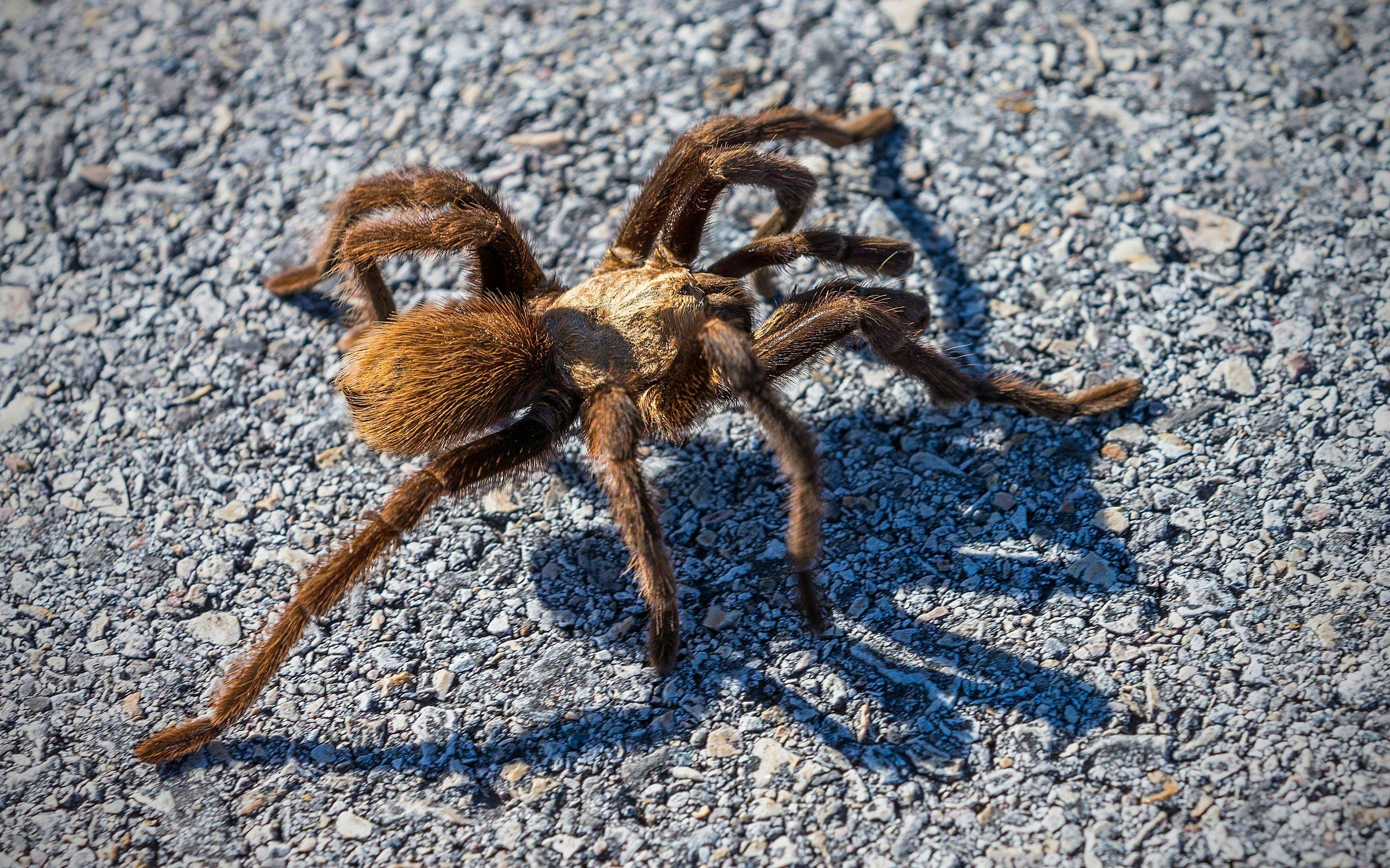 Tarantulas Are Crawling Across Texas and Looking for Love [Video]